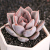 Echeveria 'Silver Queen' is a Super Unique Succulent.  Perfect for Planter with Bright Rosettes.  Chubby Cutie, Gorgeous when Bloom!