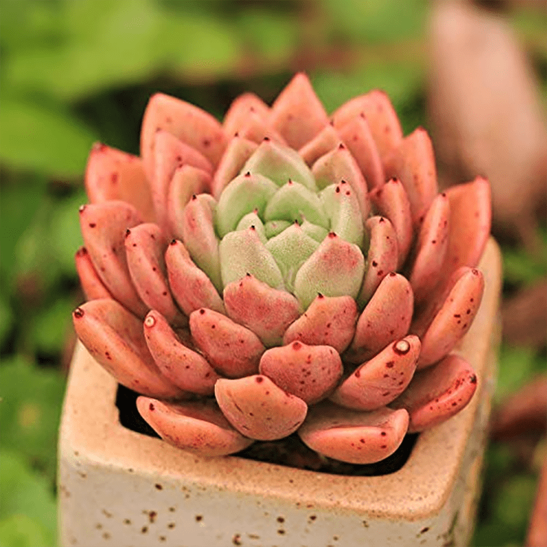 Echeveria agavoides Rajoya - eSucculent