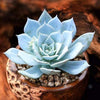 Echeveria Blue Bird is a Super Unique Succulent.  Perfect for Planter with Bright Rosettes.  Chubby Cutie, Gorgeous when Bloom!