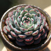 Echeveria blue mnima is a Super Unique Succulent.  Perfect for Planter with Bright Rosettes.  Chubby Cutie, Gorgeous when Bloom!
