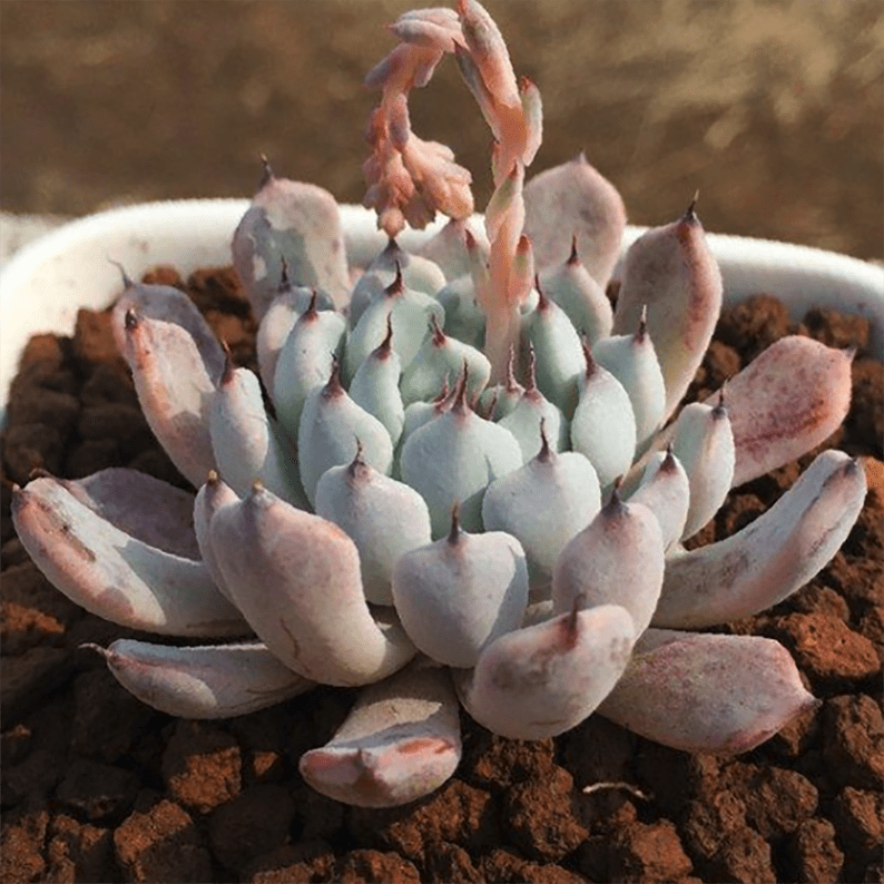 Echeveria cuspidata var.zaragozae Kimnach - eSucculent