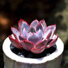 Echeveria hera is a Super Unique Succulent.  Perfect for Planter with Bright Rosettes.  Chubby Cutie, Gorgeous when Bloom!