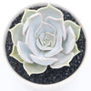 Echeveria lilacina is an Elegant Beautiful Succulent.  Perfect for Pot with the Classic Features!