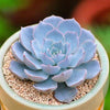 Echeveria peacockii is a Super Unique Succulent.  Perfect for Planter with Bright Rosettes.  Chubby Cutie, Gorgeous when Bloom!