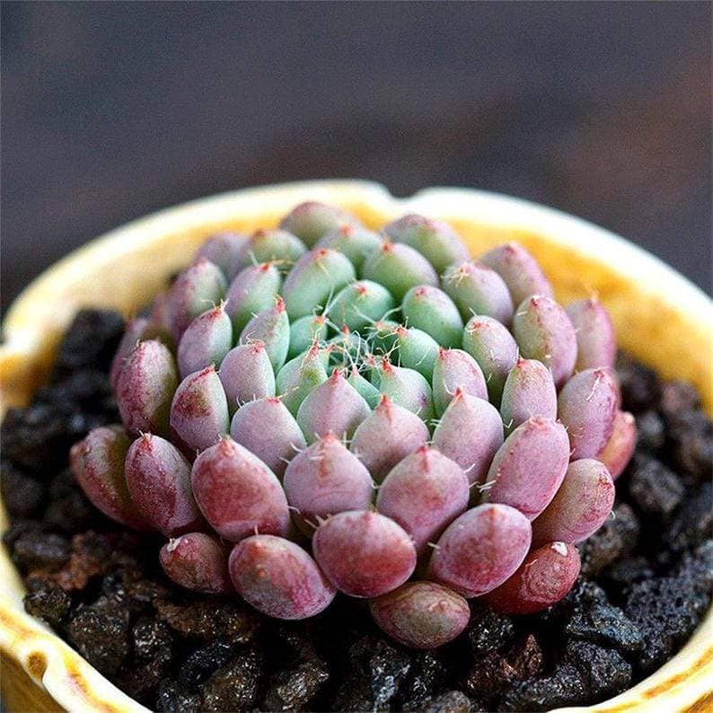 Echeveria setosa v.deminuta - eSucculent