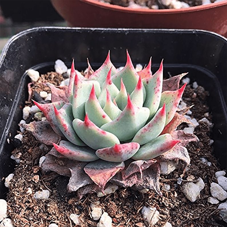 Echeveria subalpina - eSucculent