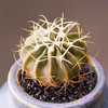 Echinocactus_texensis