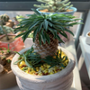 Euphorbia Bupleurifolia 'Pine Cone Plant' Large Size