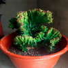 Euphorbia Neriifolia F. Cristata