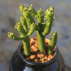 Euphorbia Tirucalli Linn