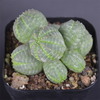 Euphorbia Multi-head Obesa