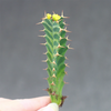 Euphorbia Virosa