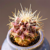 Golden Barrel Cactus ( Echinocactus grusonii Hildm. )