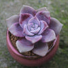 Graptopetalum 'Purple Delight' is a Best Seller Succulent.  Hardy and Excellent for Arrangement.  Perfect Rosette Shape and Definitely a Eye Candy!