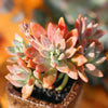Graptosedum 'Francesco Baldi' is a Top Voted Succulent.  Perfect for Garden with Beautiful Clusters.  Super Cool when Bloom. Adding that Perfect Pop of Color!