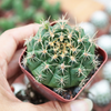 Gymnocalycium Anisitsii