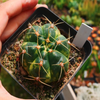 Gymnocalycium Buenekeri Variegated