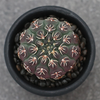 Gymnocalycium Quehlianum