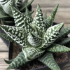 Haworthia Pumila Himogetsu