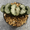 Haworthia Truncata Sharaku