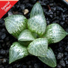 Haworthia Glass Compto is a trending succulent species and very popular among rare plant collectors. 