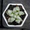 Haworthia 'Yuki Keshiki' is a Best Seller Succulent.  Perfect for Pot with Beautiful Cluster.  Soft Pastel Color, Gorgeous when Bloom!