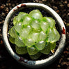 Haworthia cooperi var. truncata is a Best Seller Succulent.  Perfect for Pot with Beautiful Cluster.  Soft Pastel Color, Gorgeous when Bloom!
