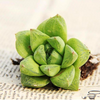 Haworthia cymbiformis var. obtusa