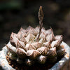 Haworthia hybrid 'Mirrorball' is a Best Seller Succulent.  Perfect for Pot with Beautiful Cluster. Gorgeous when Bloom!