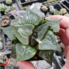 Haworthia Badia Shuten-Douji