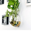 Hydroponic Wall Clear Terrarium Vase