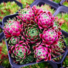 Sempervivum Tectorum 'Jov.Soblifera' or commonly known as Hens and Chicks , Houseleek, Roof House Leek are hardy succulent species very popular among succulent lovers.
