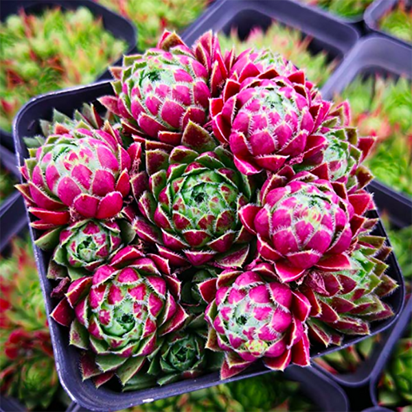 Jovibarba vs. Sempervivum | The Succulent Eclectic