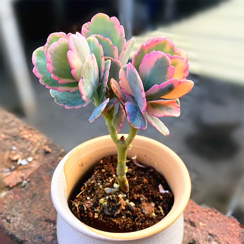 Resolution 794 Kalanchoe Fedtschenkoi