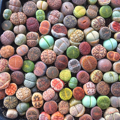 Colorful Lithops ( A Pack Of 9) - eSucculent