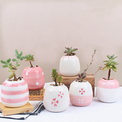https://esucculent.com/cdn/shop/products/Mini_Pink_Succulent_Ceramic_Pots_Set_Of_6_1_400x.png?v=1566058905