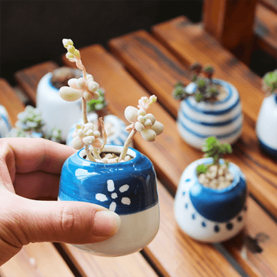 Mini Succulent Ceramic Pots (Set Of 8)