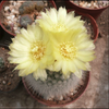 Notocactus scopa