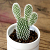 Opuntia Microdasys Var. Albispina Bunny Ears Cactus Angel's Wings