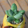Pachyphytum Compactum is a Collector's Succulent. Perfect for Pot with Beautiful Cluster. Gorgeous when Bloom!