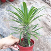 Pachypodium Lamerei Drake Madagascar Palm