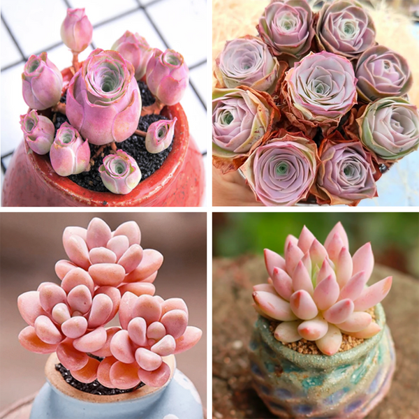 https://esucculent.com/cdn/shop/products/PinkSucculentsBundleA_600x.png?v=1614147300