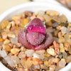 Pleiospilos Royal Flush is a Best Buy Lithop.  Perfect for Garden and Easy to Care. Adding that Perfect species!