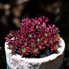 Portulaca Gilliesii is a Super Unique Succulent.  Perfect for Garden with Beautiful Clusters.  Easy to Care and Pairs Well with Others!