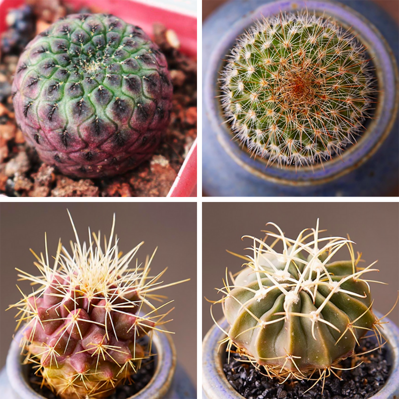 Rare Cactus For Sale - Set Of 4