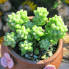 Sedum Burrito Moran is a favorite this season among succulent collectors.  Sedum Burrito Moran is a super bloomer that produces beautiful pastel green of  clusters.