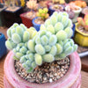 Sedum Hintonii is a Collector's Succulent. Perfect for Pot with Beautiful Cluster. Gorgeous when Bloom!