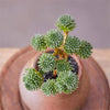 Sedum Multiceps is a Collector's Succulent. Perfect for Pot with Beautiful Cluster. Gorgeous when Bloom!