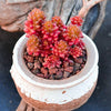 Sedum Rubrotinctum 'Redberry' is a Collector's Succulent. Perfect for Pot with Beautiful Cluster. Gorgeous when Bloom!