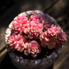 Sedum Versadense is a Collector's Succulent. Perfect for Pot with Beautiful Cluster. Gorgeous when Bloom!